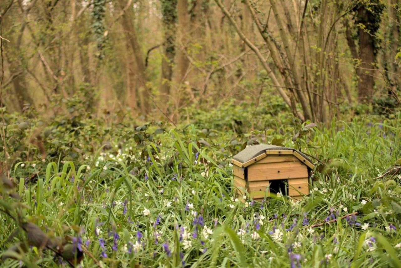 Magical Forest Yurt Sturry ภายนอก รูปภาพ